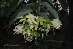 Duabanga grandiflora